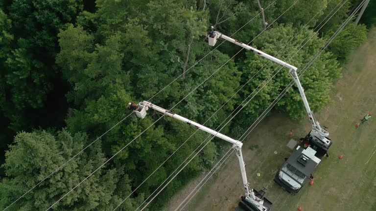 Best Hazardous Tree Removal  in Pine Nyon, CA